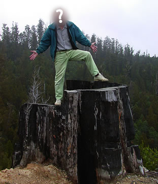 massive stump on a steep slope, tas.